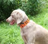 "Hunter's Little Helper" Hunde Signalband L
