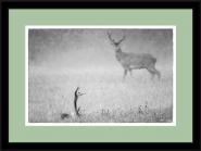 "Geforkelt" Wild-Fotografie 