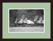 "Hirsche auf der Flucht" Wild-Fotografie 